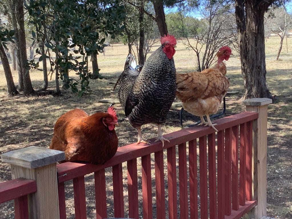 Two hens and a rooster at Wm’s cabin